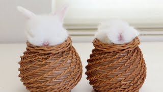 Two bunnies, two baskets by My BB Bunny 287,888 views 6 years ago 1 minute, 21 seconds