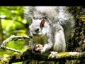 Close Up Squirrel Eating
