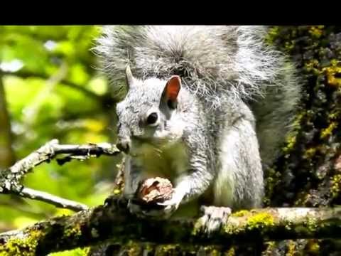 Close Up Squirrel Eating