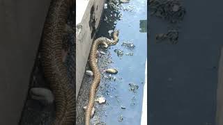 Snake In Gutter Guess The Snake