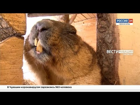 Чебоксарские сурки предсказали