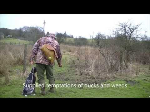 Gundog fault spitting