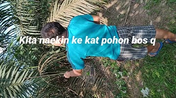 MIKAT BURUNG SERINDIT DI SOREH HARI, DAPAT DADA MERAH