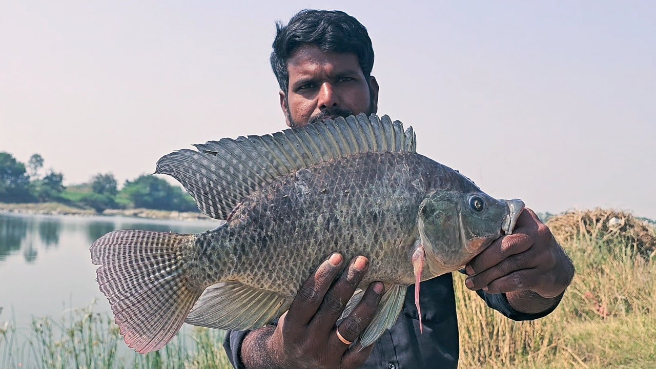 Manjera river mein badi , badi pamphlat , machli ka shikar