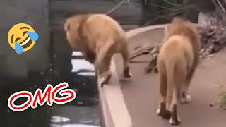 Funny And Cute Puppies Compilation