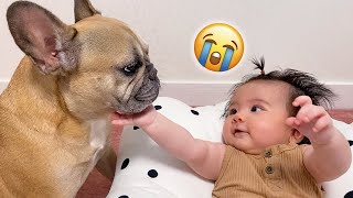 Cutest Dog And Baby Moments **Dog Adopts Baby As Her Own by Griffin Frenchie 376,437 views 3 months ago 6 minutes, 2 seconds