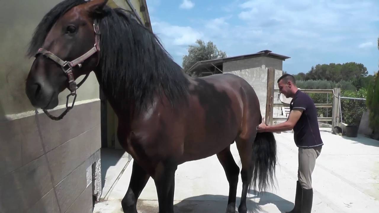 Yeguada Vistabella 1 parte