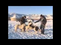 Собаки этнических казахов Китая.