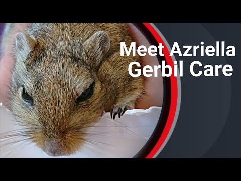 Video: Napadanje Grinja U Gerbils