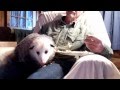 Sweetpea the opossum shares breakfast with grandpa