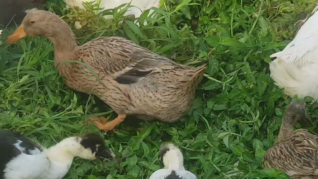 imbata zitungwa nibyansi kurusha ibindi byose