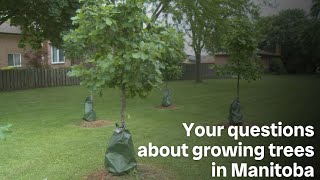 Your questions about growing trees in Manitoba