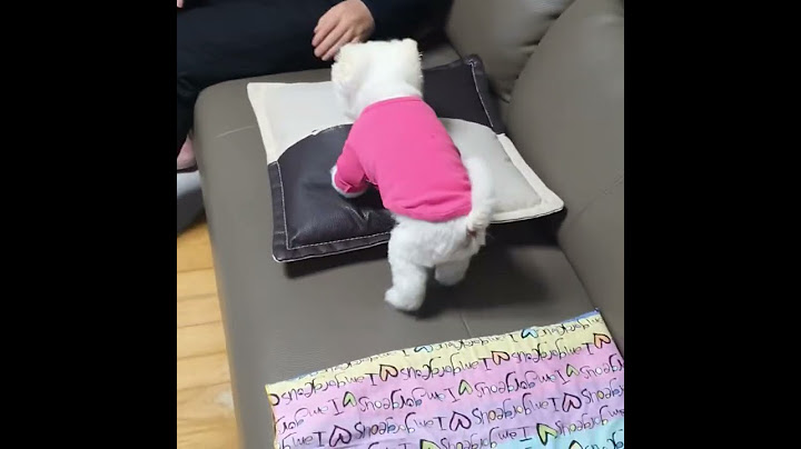 퐁키가 아빠에게 애정을 표현하는 방법💗 #shorts