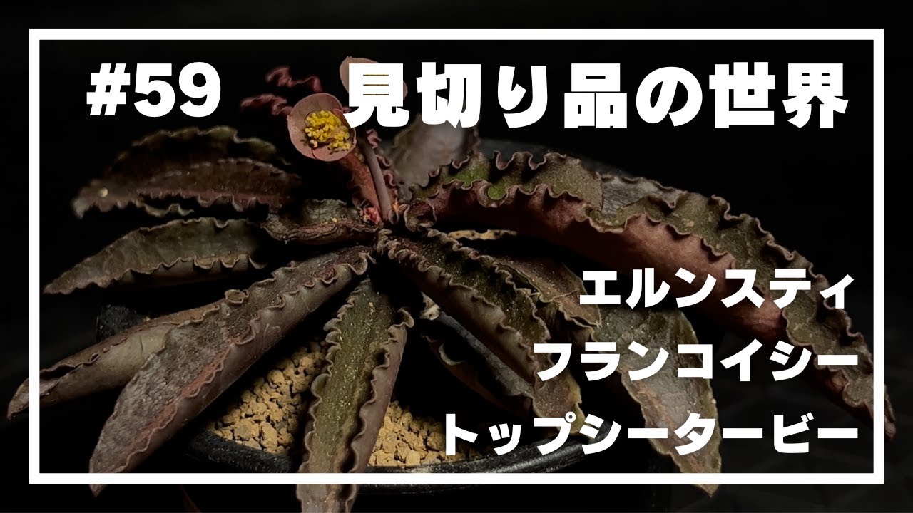 【購入品紹介】#59 _見切り品の世界／ホームセンターで半額くらいて手に入れた植物