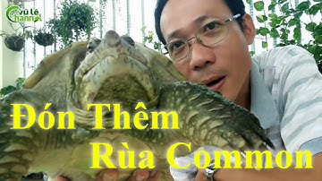 Đón Thêm Rùa Common - Common Snapping Turtle / Vũ Lê Channel