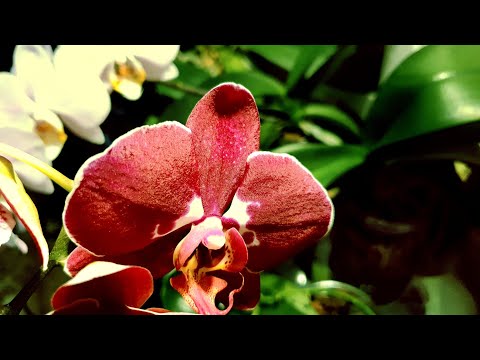 Orchids! Шикарное цветение моих орхидей! Весна!