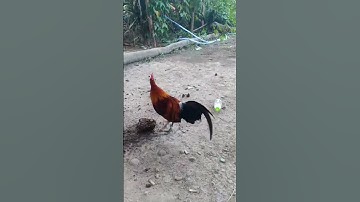 #qaibdib #qaibqus #redjunglefowl #chicken #ไก่ต่อ #ไก่ป่า #ไก่ลูกผสม #ไก่สวยงาม #qaib#ไก่ตั้ง #birds