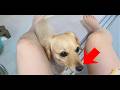A cute dog eyeing the bread for breakfast【Dachshund dog】