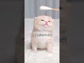 Immersive kitten massage. super nice!#pets pets #cat #funnyshorts #dog #funnyanimals #cute
