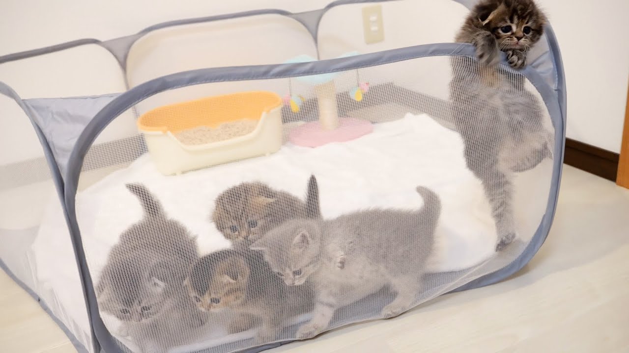 Котенок был таким милым и быстро убежал, как только увидел еду!