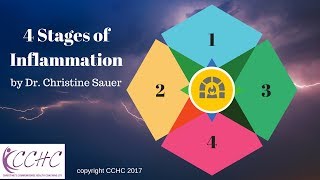 The 4 Stages of Inflammation Explained (And Why They Matter) Px