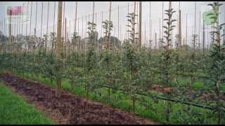 Nowe Nasadzenia 2013 - Jankowski&Syn (Planting apple trees from Jankowski&Syn Nursery)