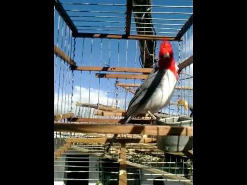camera iphone 8 plus apk cardenal de juanjo cantando