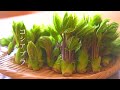 山菜【試作】絶品！天然コシアブラで蕎麦粉の天ぷらと卵焼き。でも改良の余地あり【山菜料理】