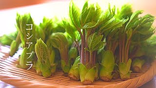 山菜【試作】絶品！天然コシアブラで蕎麦粉の天ぷらと卵焼き。でも改良の余地あり【山菜料理】