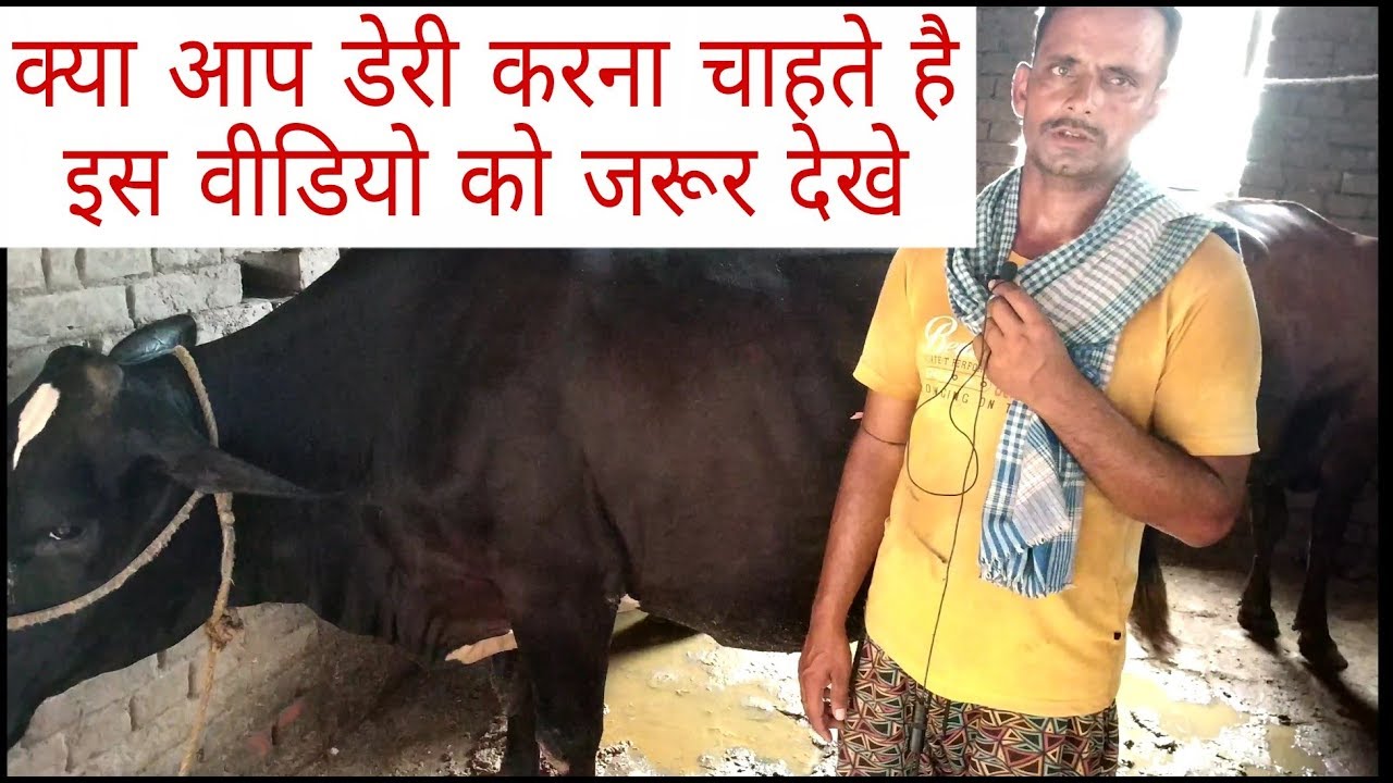 Interview With Dairy Farmer Nawada Bihar - YouTube