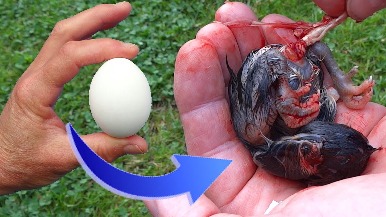 Я спасла цыпочку. Застрял в своей раковине.