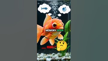 “Goldfish Memory: The 3-Second Myth DESTROYED!” 🔥