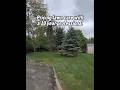 It's called WEED WHACKING - Lawn Care