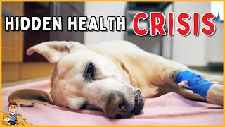 Why pets are getting sick so young (it’s not what you think)