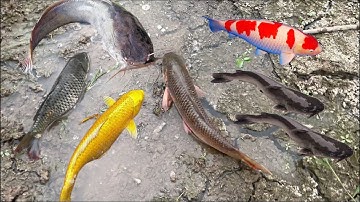 Bắt cá trê , cá trắm cá chép , cá bự , cá rô, cá diếc , cá trôi , cá coi