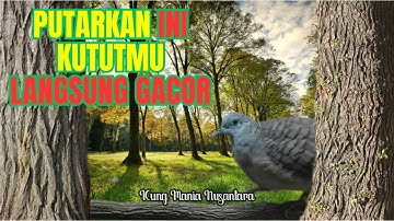 Solusi Bisu ini MASTERAN perkutut - suara perkutut bangkok manggung, suara perkutut lokal pancingan