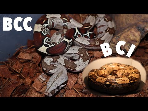 Redtail Boa vs Common Boa | BCC vs BCI | What’s The Difference