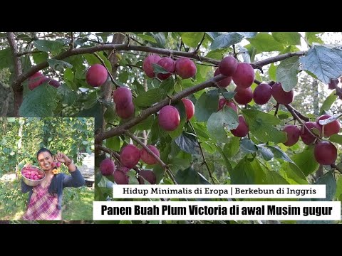 Video: Ternoslum (18 Foto): Merawat Plum Blackthorn, Deskripsi Hibrida Blackthorn Dan Plum. Varietas Kayu. Pemangkasan Di Musim Gugur. Apa Bedanya Dengan Belokan?