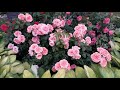 ✿➽ Роза Кимоно в нашем саду  🌺🌿Сезон 2019