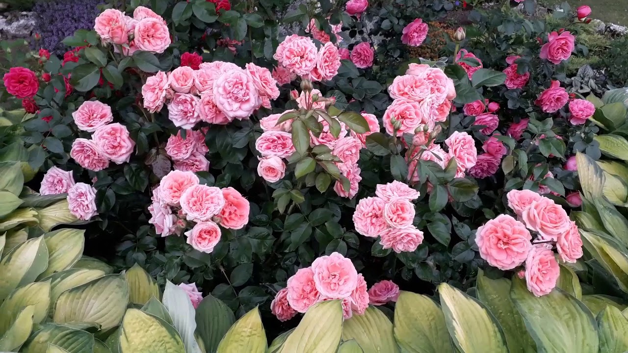 Роза Династия: уникальные особенности и красота цветка