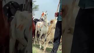 Aisa kyu Hua Pluto Ke #ladkibhagane #funnyreelsindia #villagecomedy #funnycouplessath