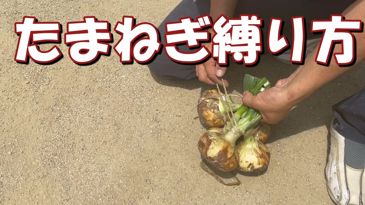 たまねぎ縛り方 結び方 30秒動画 Youtube