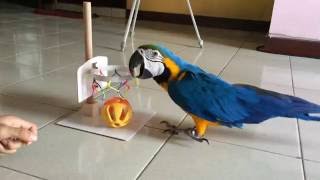 Training tricks Blue and Gold Macaw