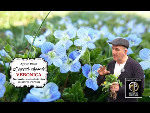 Video: Veronica Medicinale (erba) - Proprietà Utili E Applicazione Di Veronica, Veronica Dubravnaya