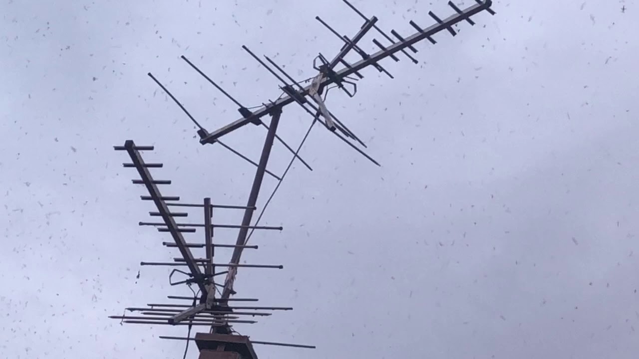 May/Fish Flies Near Lake St Clair Harrison Township YouTube