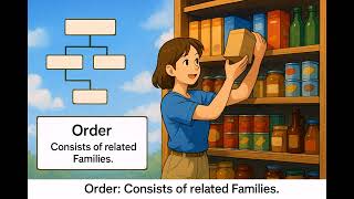 What is an Order? - Easy to Understand