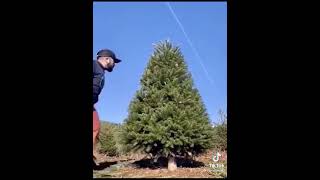 Ağaç Budama Sanatı 🌲 Resimi