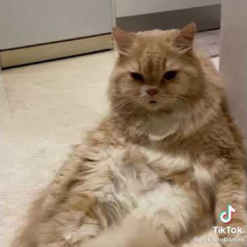 #Lucu..Kucing main #tiktok'..