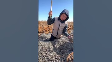 Harvest sunflower seeds #farming #farmingtraditions #satisfying #agriculture #farmlife