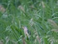 Little Bittern, Walton Heath, Somerset